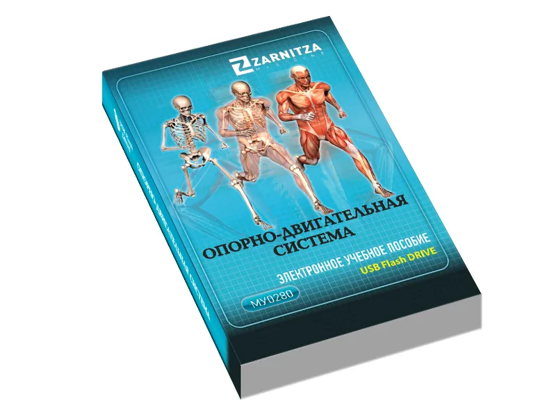 Электронное пособие Зарница опорно-двигательная система